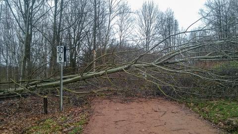 Auch am Bahnübergang mit der Muldentalbahn am Streckenkilometer 30,6 hatte der Sturm im März mehrere Bäume umgeworfen, so dass anschließend das Gleis samt Wanderweg zu beräumen waren.
