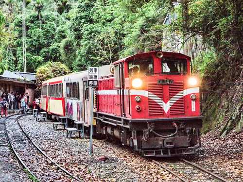 Die Alishan Mountain Railway führt einen Großteil der Strecke durch dichten Dschungel und Regenwald.