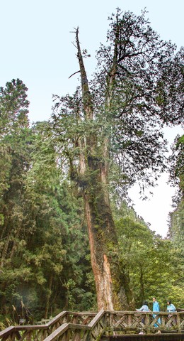 Im Alishan National Scenic Area sind noch einige wenige der imposanten Baumriesen zu finden.